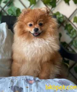 Pomerian Boo Particolor 1