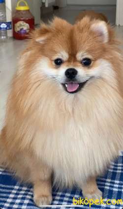 Pomerian Boo Particolor 3