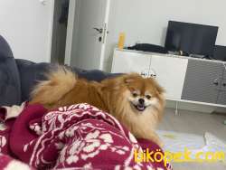 Pomerian Boo Particolor 4