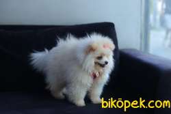 Pomerian Boo Yavru 2