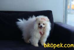 Pomerian Boo Yavru 1