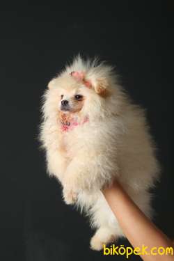 Pomerian Boo Yavru 3