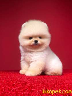 Pomerian Boo Yavrularımız 3