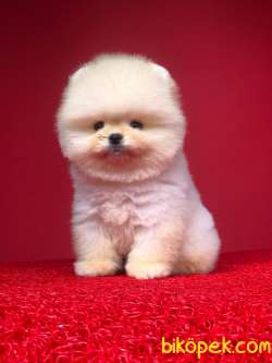 Pomerian Boo Yavrularımız 2