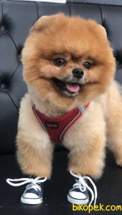 Pomerian Boo Yetişkin 2