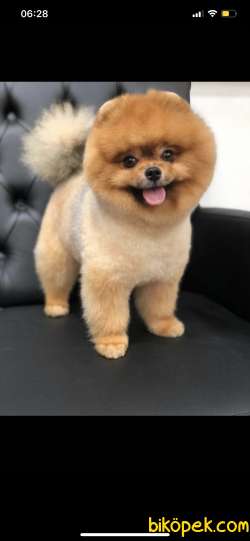 Pomerian Boo Yetişkin 3