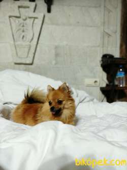 Pomerian Fox  MİA 1