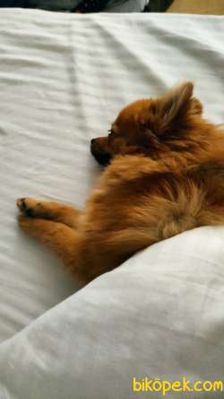 Pomerian Fox  MİA 3