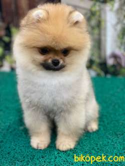 Pomerian OGLUMUZ ÇAPKIN SIFIR BURUN VE KULAK 1
