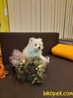 Pomerian Spitz 3 Aylık 4