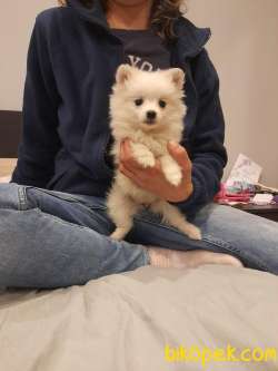 Pomerian Spitz 3 Aylık 2