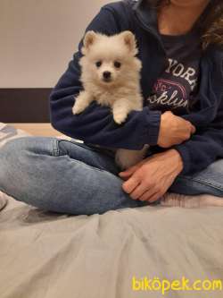 Pomerian Spitz 3 Aylık 3