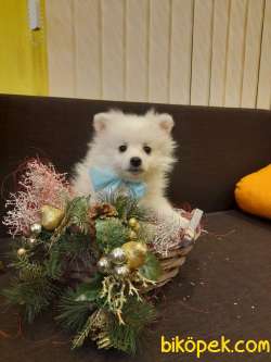 Pomerian Spitz 3 Aylık 1