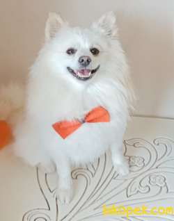 Pomerian Spitz Aşılı Karneli Egitimli 3