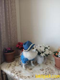 Pomerian Spitz Aşılı Karneli Egitimli 1