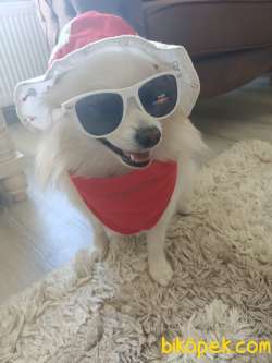 Pomerian Spitz Aşılı Karneli Egitimli 2
