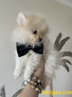 Pomerian Spitz Yavrular 5