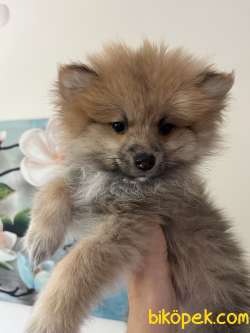 Pomerian Spitz Yavrular 3
