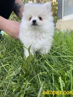Pomerian Tatlı Pocikler 4