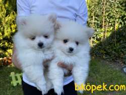 Pomerian Tatlı Pocikler 1