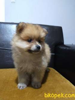 Pomerian Yavruları 3