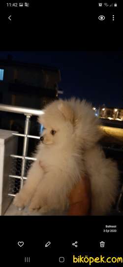 Pomerian Yavruları 1