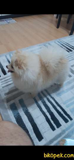 Pomerian Yavruları 3
