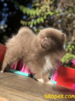 En Nadir Renklerde Pomeranian Yavrularımız 2