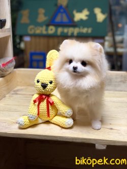 Pomerian Boo 1