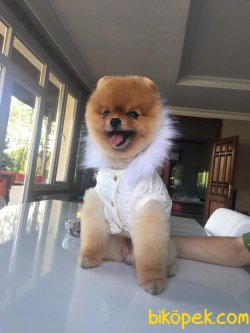 Pomerian Boo 3