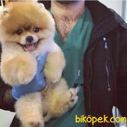 Pomerian Boo 2