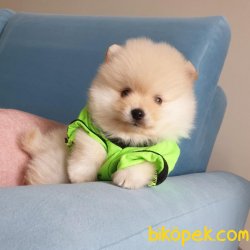 Pomerınaın Boo 2