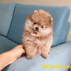 Pomerınaın Boo 4