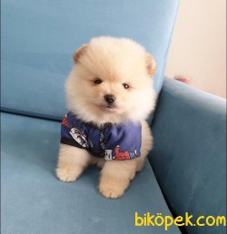 Pomerınaın Boo 1