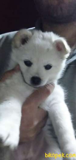 Pomerinan Spitz Beyaz Her Ile Gönderim Vardır. 3