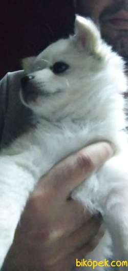 Pomerinan Spitz Beyaz Her Ile Gönderim Vardır. 2