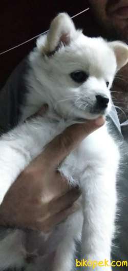 Pomerinan Spitz Beyaz Her Ile Gönderim Vardır. 1