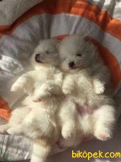 Pomerinian Boo 4