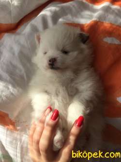 Pomerinian Boo 3