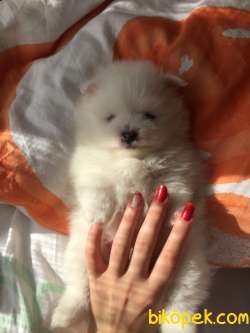 Pomerinian Boo 1