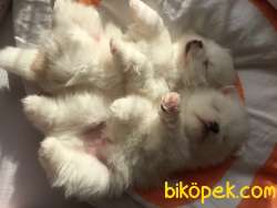 Pomerinian Boo 2