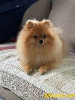POMERRİAN BOO AYI SURATLI 2