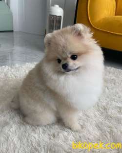 POMERRİAN BOO AYI SURATLI 3