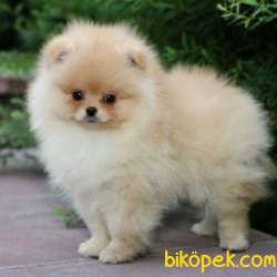 POMERRİAN BOO AYI SURATLI