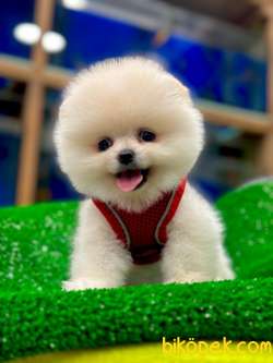 POMERRİAN BOO AYI SURATLI 2