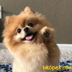 POMERRİAN BOO AYI SURATLI 5