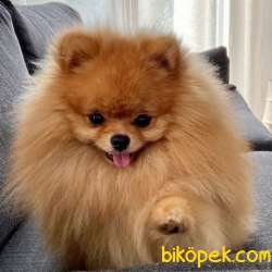 POMERRİAN BOO AYI SURATLI 4