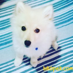Pomeryan 4