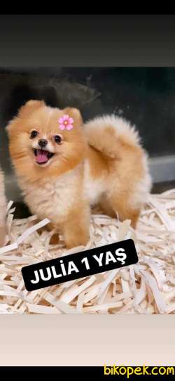 POMERYAN BOO 2