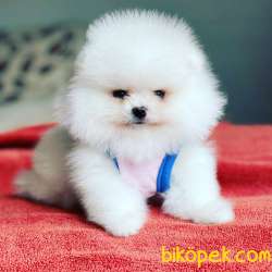POMERYAN BOO 1